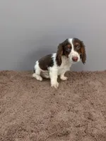 Rocky, a male Dachshund for sale in Seymour, MO – 2 of 4
