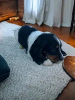 Ralphy , a male Dachshund and English Cocker Spaniel for sale in Seymour, MO – 2 of 3