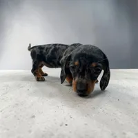 Bailey, a female Dachshund for sale in Seymour, MO – 3 of 3
