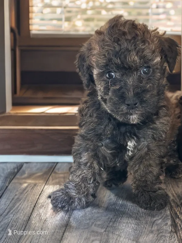 Charlie – Silky Terrier, Poodle - Miniature  puppy for sale in Seymour, MO