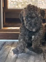 Charlie, a male Silky Terrier and Poodle - Miniature  for sale in Seymour, MO – 2 of 2