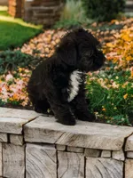 Sasha, a female Silky Terrier and Poodle - Miniature  for sale in Seymour, MO – 3 of 3