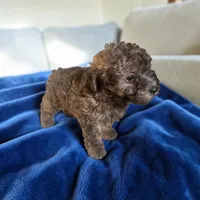 Tucker, a male Silky Terrier and Poodle - Miniature  for sale in Seymour, MO – 1 of 2