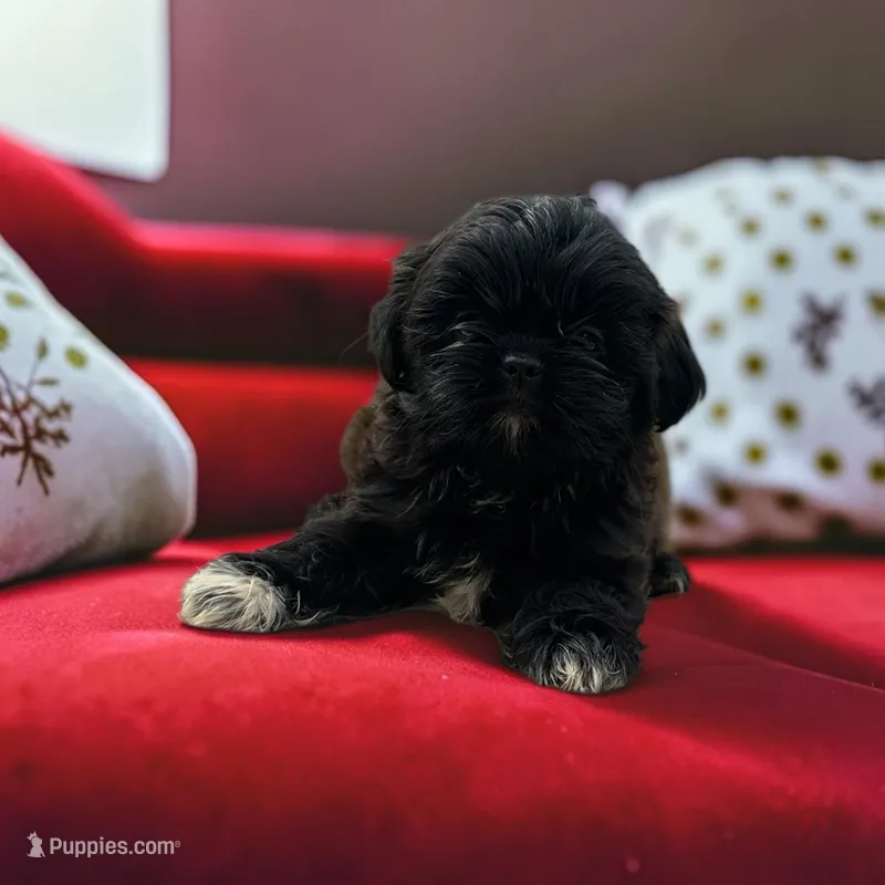 Boomer  – Shih Tzu puppy for sale in Seymour, MO