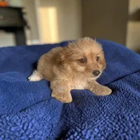 Randy, a male Silky Terrier and Poodle - Miniature  for sale in Seymour, MO – 2 of 2