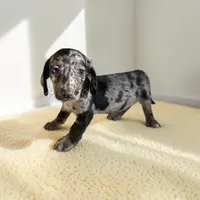 Roxy, a female Dachshund and Miniature Pinscher for sale in Seymour, MO – 1 of 2