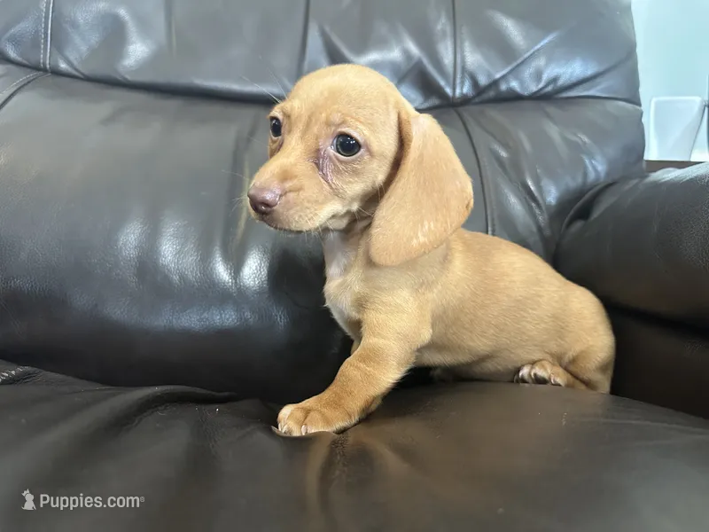Reba – Dachshund puppy for sale in Seymour, MO