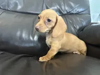 Reba, a female Dachshund for sale in Seymour, MO – 1 of 2