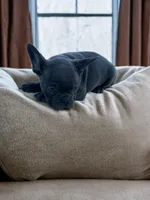 Travis, a male Boston Terrier and French Bulldog for sale in Seymour, MO – 5 of 5