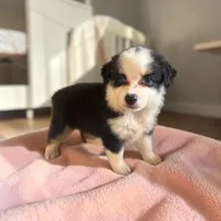 Roxy, a female Miniature Australian Shepherd for sale in Seymour, MO – 2 of 2