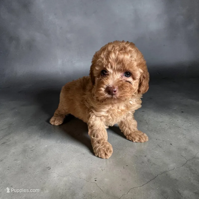 Rocky – Poodle - Miniature  puppy for sale in Seymour, MO