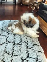 Boomer, a male Shih Tzu for sale in Seymour, MO – 2 of 2