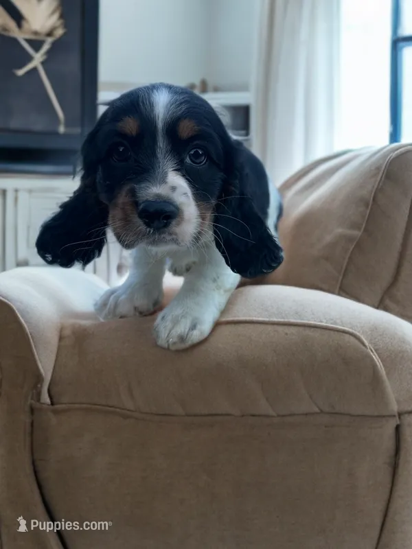 Ralphy  – Dachshund, English Cocker Spaniel puppy for sale in Seymour, MO