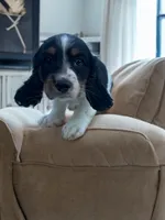 Ralphy , a male Dachshund and English Cocker Spaniel for sale in Seymour, MO – 1 of 3