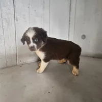 Wrangler, a male Miniature Australian Shepherd for sale in Seymour, MO – 2 of 2
