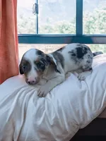 Max, a male Dachshund and Miniature Pinscher for sale in Seymour, MO – 3 of 3