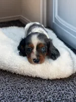 Hank, a male Cavalier King Charles Spaniel and Miniature Dachshund for sale in Seymour, MO – 2 of 3
