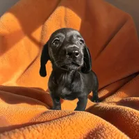 Max, a male Dachshund and Miniature Pinscher for sale in Seymour, MO – 1 of 2