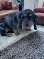 Marky, a male Dachshund and English Cocker Spaniel for sale in Seymour, MO – 2 of 2