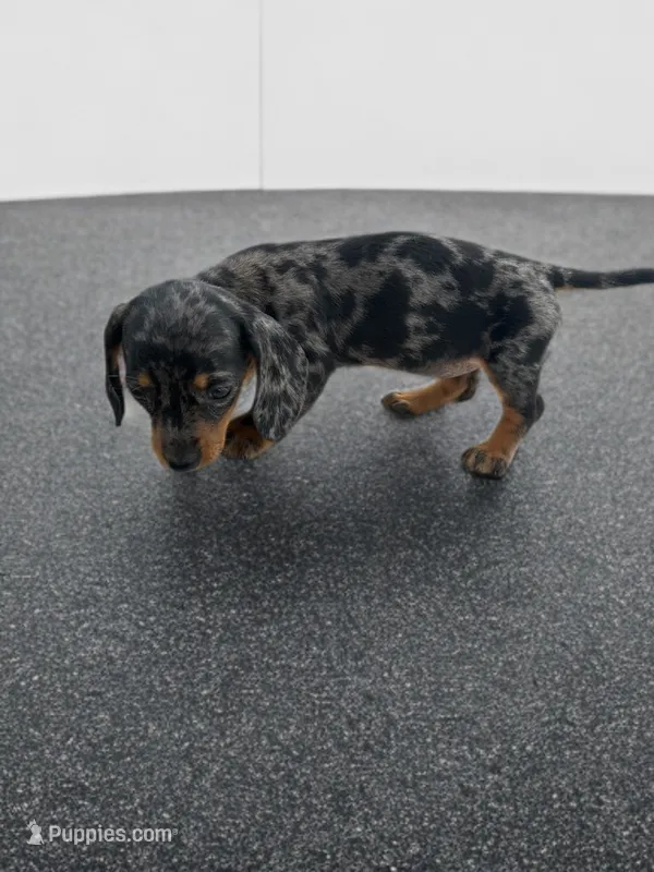 Bailey – Dachshund puppy for sale in Seymour, MO