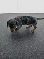 Bailey, a female Dachshund for sale in Seymour, MO – 1 of 3