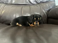 Bella, a female Dachshund for sale in Seymour, MO – 2 of 2