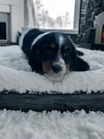 Ralphy , a male Dachshund and English Cocker Spaniel for sale in Seymour, MO – 3 of 3