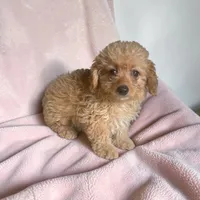 Sally, a female Silky Terrier and Poodle - Miniature  for sale in Seymour, MO – 2 of 2