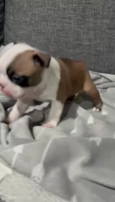 Bonnie AKC, a female Boston Terrier for sale in Anaheim, CA – 7 of 7