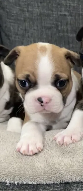 Woody – Boston Terrier puppy for sale in Anaheim, CA