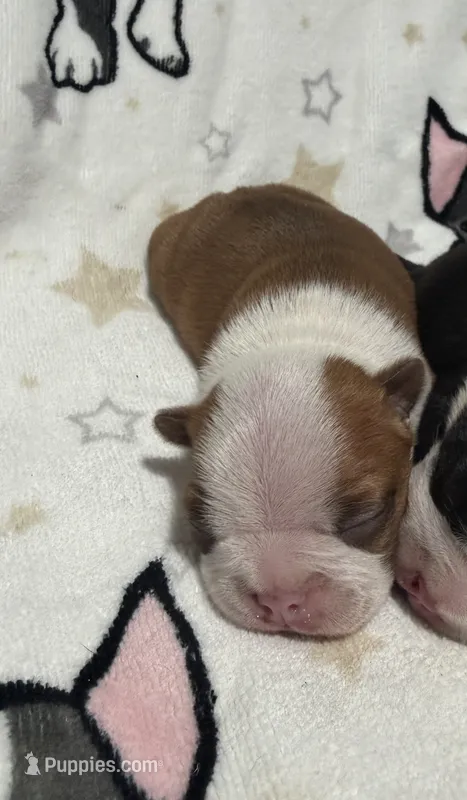 Sammy – Boston Terrier puppy for sale in Anaheim, CA