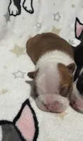 Sammy, a male Boston Terrier for sale in Anaheim, CA – 1 of 5