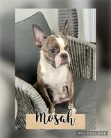Jessie, a female Boston Terrier for sale in Anaheim, CA – 3 of 4