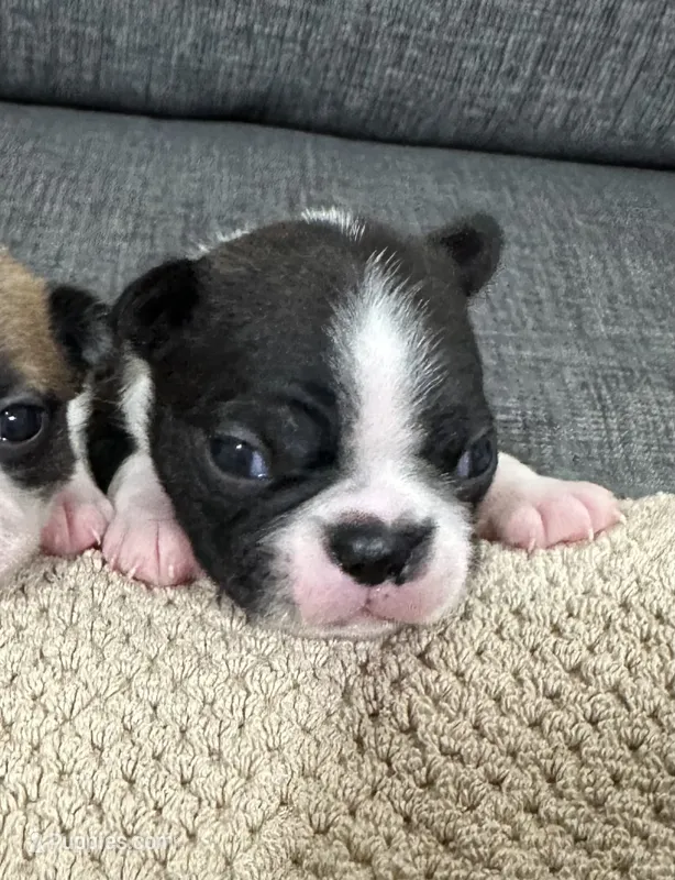 Monty AKC – Boston Terrier puppy for sale in Anaheim, CA