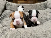 Sally, a female Boston Terrier for sale in Anaheim, CA – 2 of 7