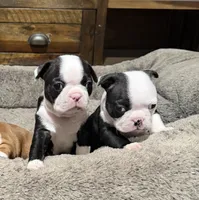 Sully, a male Boston Terrier for sale in Anaheim, CA – 2 of 8