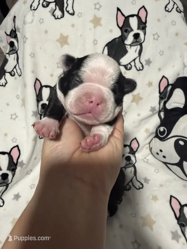 Sally – Boston Terrier puppy for sale in Anaheim, CA