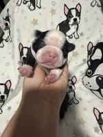 Sally, a female Boston Terrier for sale in Anaheim, CA – 1 of 5