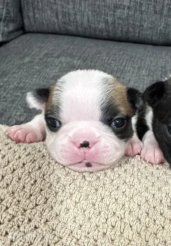 Bonnie – Boston Terrier puppy for sale in Anaheim, CA