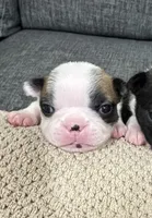 Bonnie, a female Boston Terrier for sale in Anaheim, CA – 1 of 4