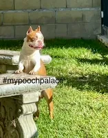 Jessie, a female Boston Terrier for sale in Anaheim, CA – 4 of 4