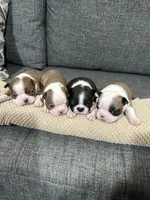 Chica, a female Boston Terrier for sale in Anaheim, CA – 2 of 4