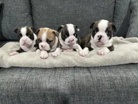 Buzz-PENDING, a male Boston Terrier for sale in Anaheim, CA – 4 of 4