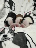 Sally, a female Boston Terrier for sale in Anaheim, CA – 2 of 5