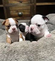 Sully, a male Boston Terrier for sale in Anaheim, CA – 4 of 8