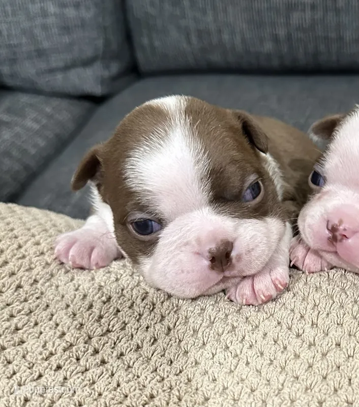Freddy – Boston Terrier puppy for sale in Anaheim, CA