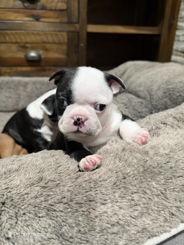 Sully – Boston Terrier puppy for sale in Anaheim, CA