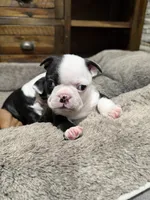 Sully, a male Boston Terrier for sale in Anaheim, CA – 1 of 8