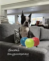 Chica, a female Boston Terrier for sale in Anaheim, CA – 3 of 4