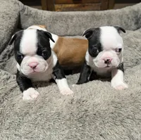 Sully, a male Boston Terrier for sale in Anaheim, CA – 5 of 8